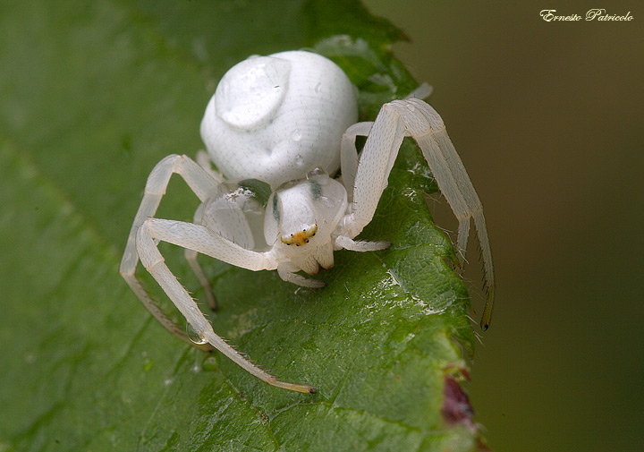 Misumena vatia